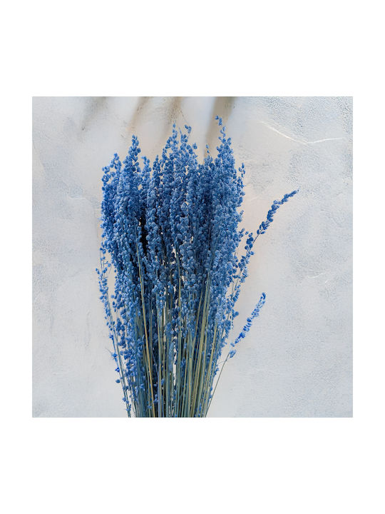 Dried Mini Quaking Grass Briza Minima Blue
