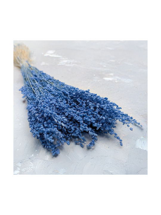 Dried Mini Quaking Grass Briza Minima Blue