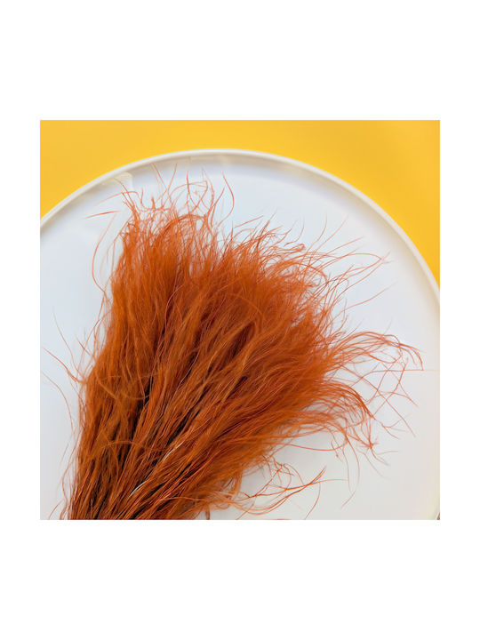 Iarbă Stipa Uscată Aripă Stipa Pennata Terracota Închisă