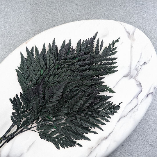 Stabilized Fern Leathery