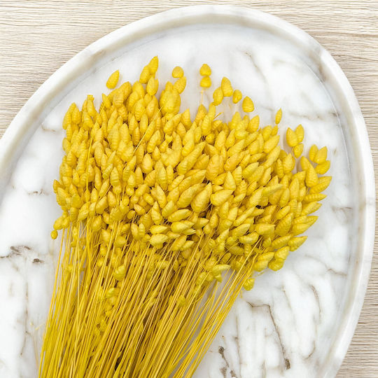 Dried Quaking Grass Briza Maxima Yellow