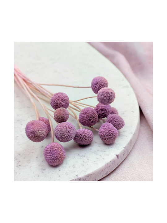 Dried Craspedia Craspedia Extra Purple Bouquet 15 Pcs