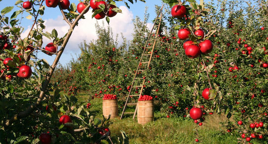 Plantella Тор За Плодородни Дървета Лозя Картофи Бор 3кг Х2