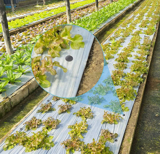 Cuie Ancoră Din Plastic Pentru Gard De Grădină Agrotextile Agrofabric 15cm 50 Bucăți
