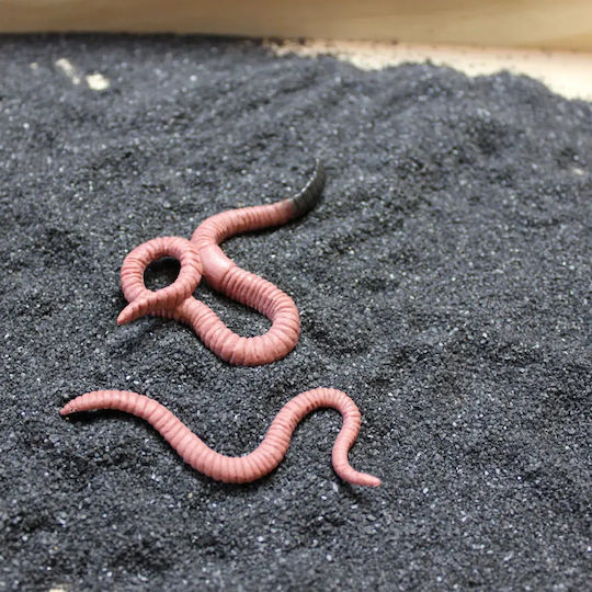 Safari Ltd Life Cycle of a Worm Εκπαιδευτικό Παιχνίδι Γνώσεων για 4+ Ετών