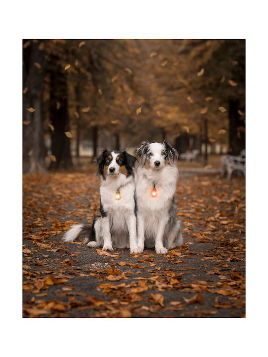 Φωτάκι Orbiloc Dog Dual Blue