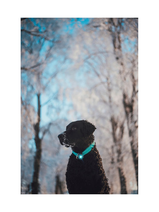 Φωτάκι Orbiloc Dog Dual Green