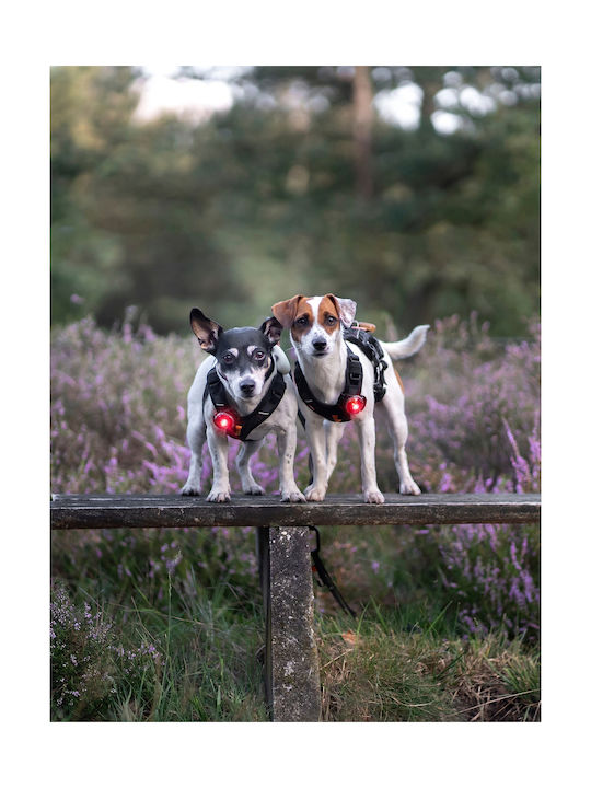 Φωτάκι Orbiloc Dog Dual Green