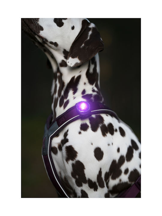 Φωτάκι Orbiloc Dog Dual Pink