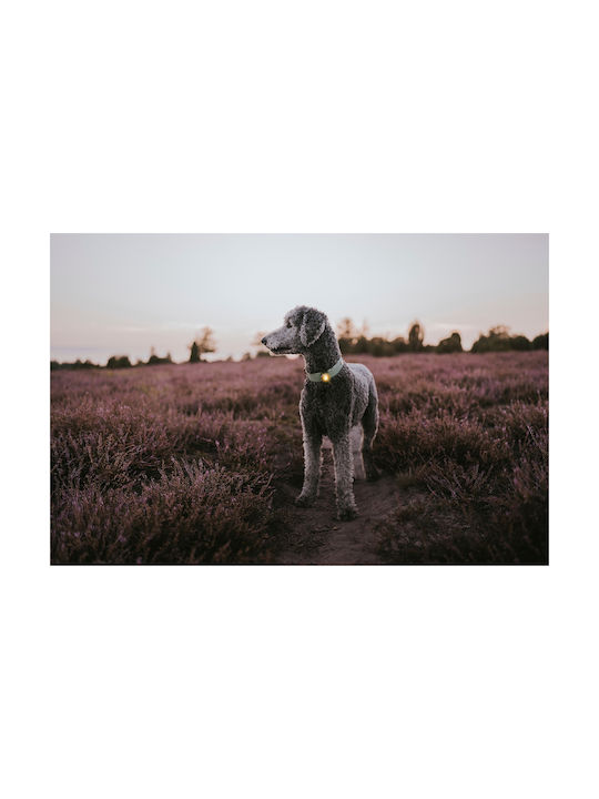 Light Orbiloc Dog Dual Blue
