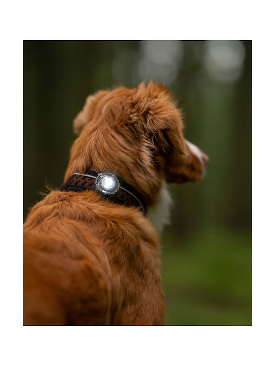 Orbiloc Hundehalsband Beleuchtetes Gelbes