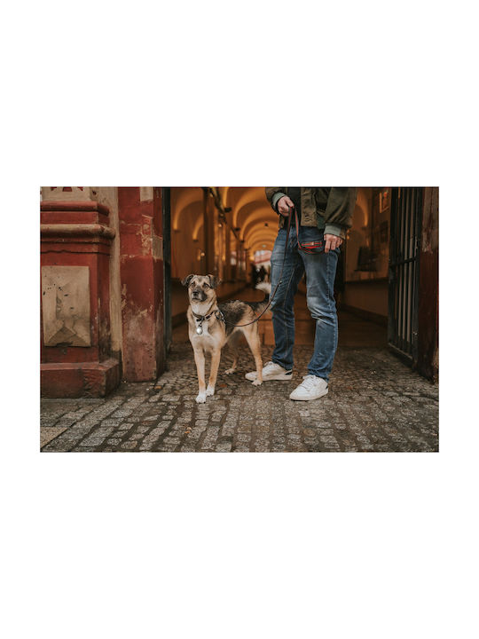 Orbiloc Hundehalsband Beleuchtetes Gelbes