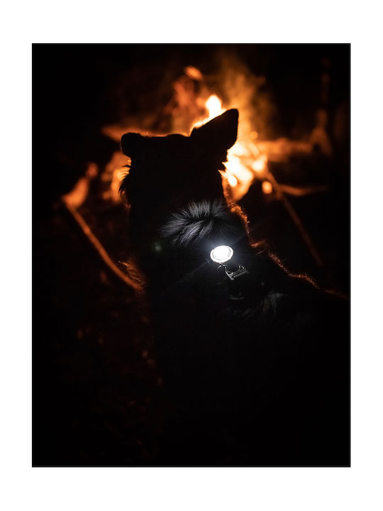Φωτάκι Orbiloc Dog Dual Pink