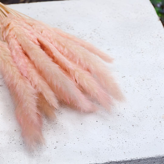 Mini Pampas Grass Pink Mini Pampas Grass Pink