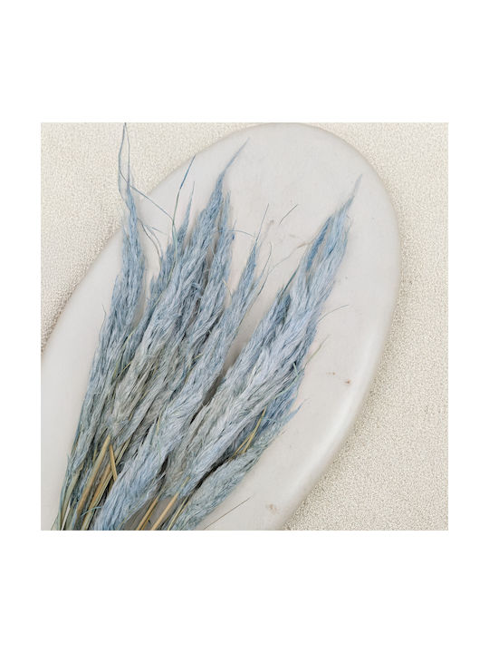 Mini Pampas Grass Blue 10pcs