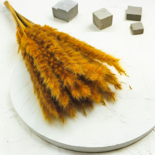 Mini Pampas Grass Mustard