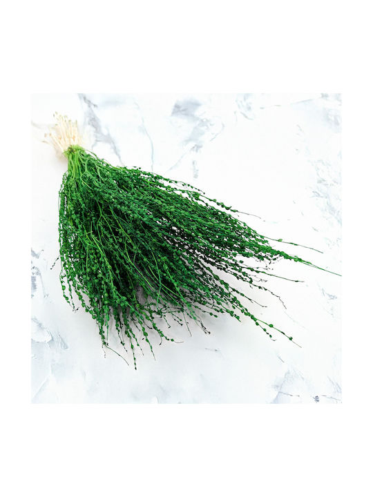 Lepidium Lepidium Sativum Verde