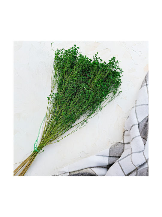Dried Broom Bloom Gorse Green