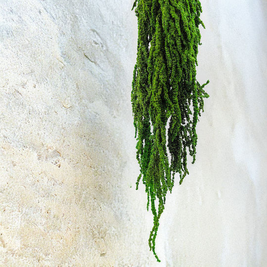 Amarant Stabilizat Amarant Verde