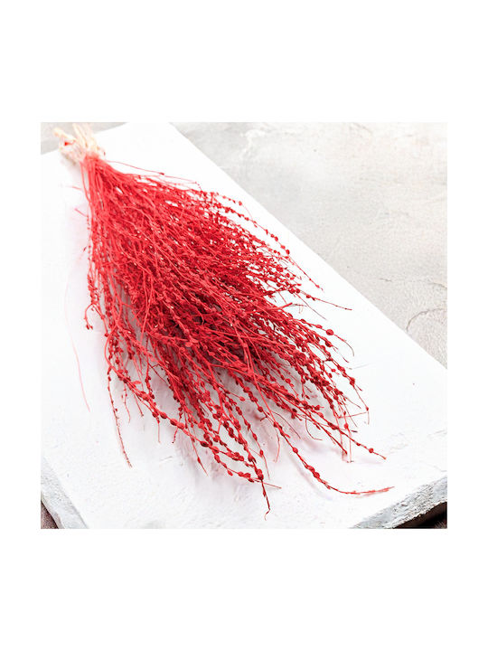 Lepidium Lepidium Sativum Red