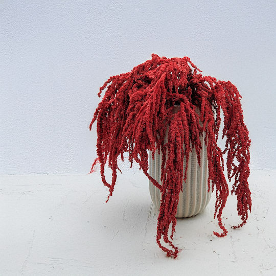Stabilisierter Roter Amaranth