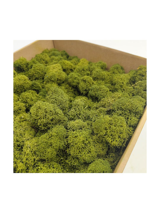 Reindeer Moss Finnish Cleaned Olive 500g Net