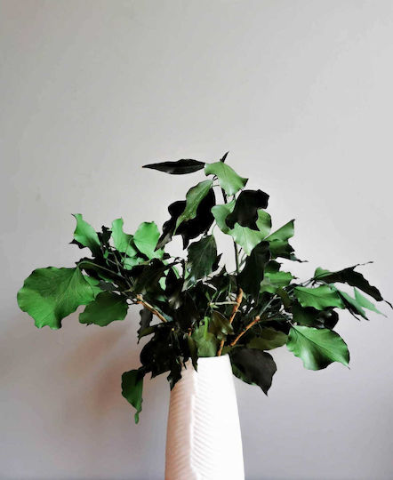Stabilized Ivy Green