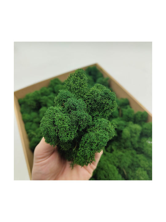 Reindeer Moss Finnish Cleaned Bottle Green 500g Net