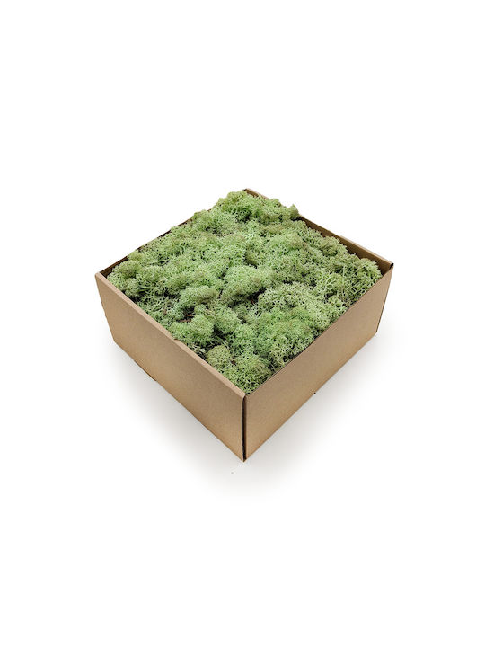 Reindeer Moss Norway Mint Green 500g Net