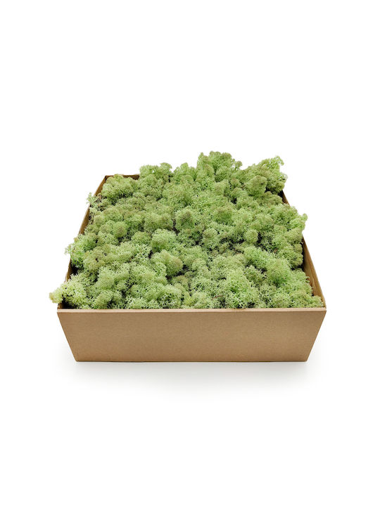 Reindeer Moss Norway Mint Green 500g Net