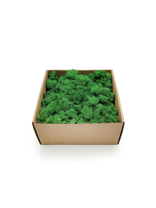 Reindeer Moss Lichen Norway Shade Grass 500g Netto
