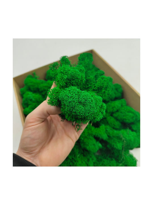 Reindeer Moss Finnish Cleaned Green 500g Net