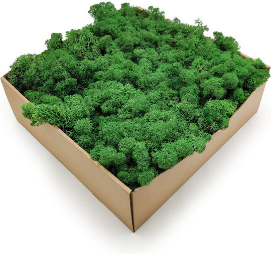Reindeer Moss Lichen Norway Shade Grass 500g Netto