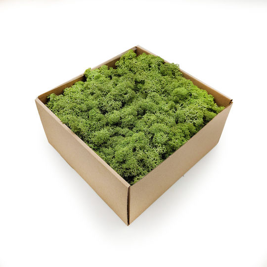Mușchi De Ren Lichen Norvegia Mediu Verde 500g Net