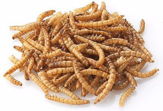 Epigasos Dried Mealworm Bag 100gr