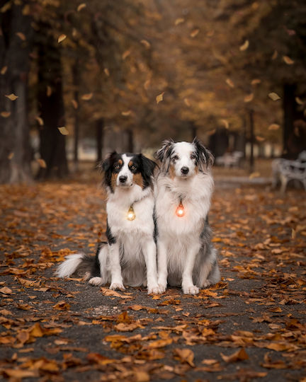 Lumină Orbiloc Dog Dual Auriu