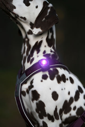 Lumină Orbiloc Dog Dual Auriu