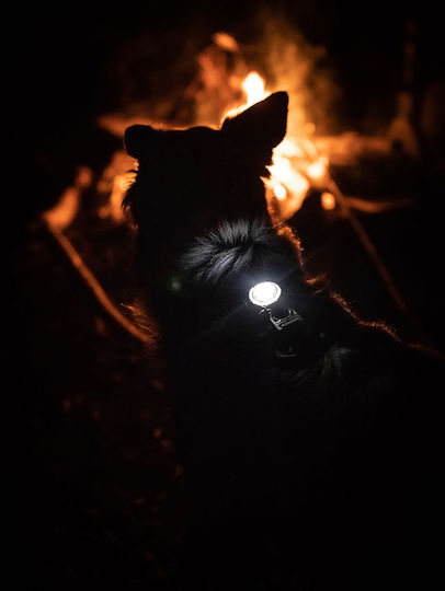 Lumină Orbiloc Dog Dual Auriu