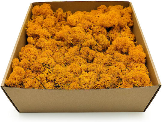 Reindeer Moss Finnish Cleaned Dark Yellow 500g Net