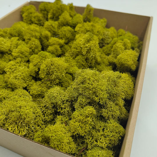 Reindeer Moss Finnish Cleaned Lime 250g Net
