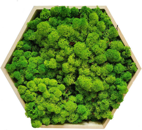 Reindeer Moss Lichen Norway Grass Green 500g Net Weight