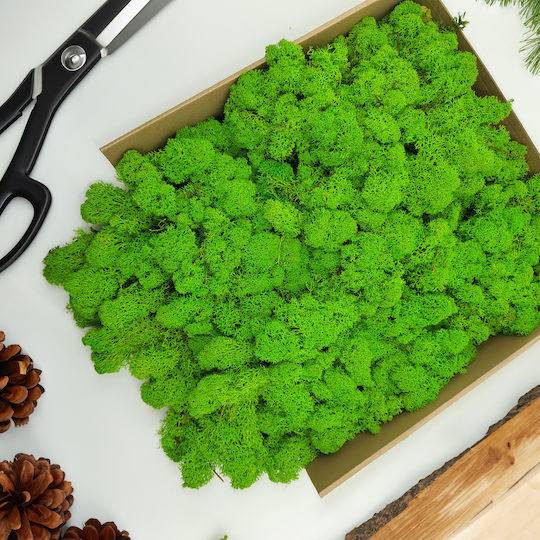 Reindeer Moss Finnish Cleaned Light Green 250g Net