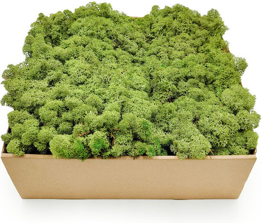 Reindeer Moss Lichen Norway Medium Green 250g Net