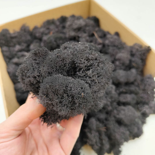 Reindeer Moss Finnish Cleaned Black 50g Net