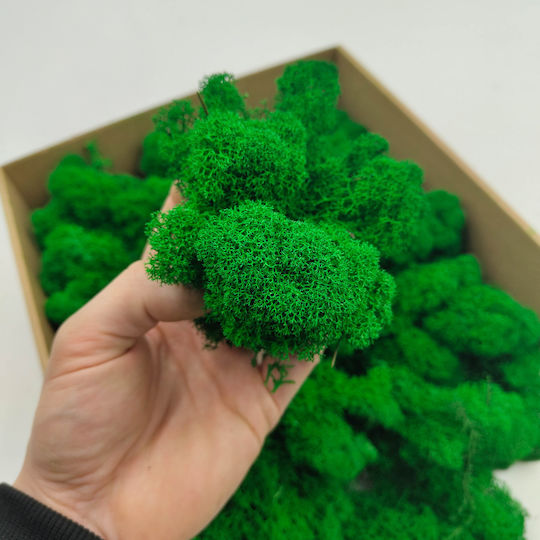 Mușchi de Ren Curat Finlandez Verde 50g Net