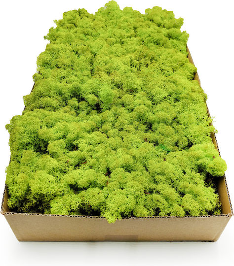 Reindeer Moss Norway Spring Green 50g Net Weight
