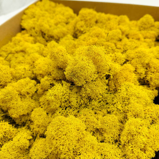 Reindeer Moss Finnish Cleaned Yellow 250g Net