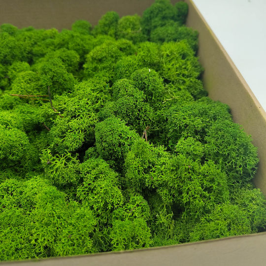 Moss Reindeer Lichen Finnish Cleaned Forest Green 500g Net