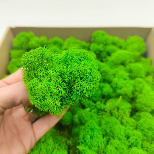 Reindeer Moss Finnish Cleaned Summer Green 250g Net