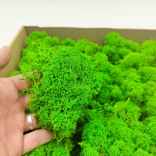 Reindeer Moss Finnish Cleaned Summer Green 250g Net